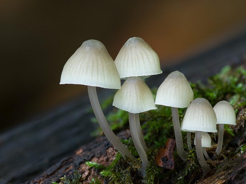 Mycena arcangeliana